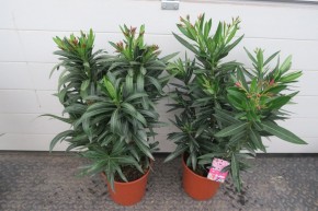 Nerium oleander T 20 MIX