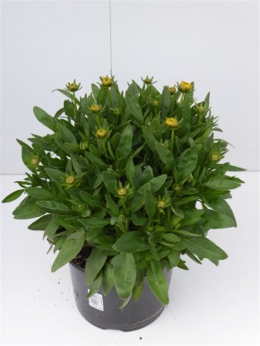 Coreopsis grandiflora T 19