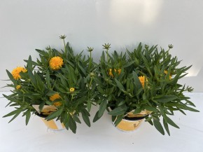 Coreopsis grandiflora T 19