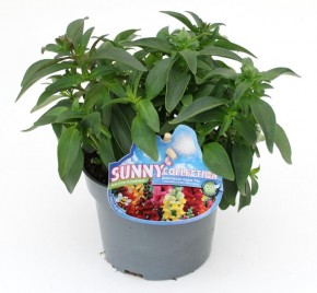 Anthirrhinum majus T 13 TRIO SUNNY Collection