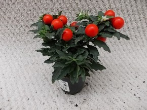 Solanum pseudocapsicum 'Thurino' T 6 MINI