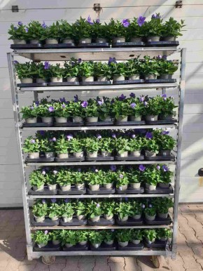 Platycodon grandiflorus T 11 BLAU