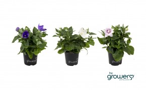 Platycodon grandiflorus T 11 BLAU