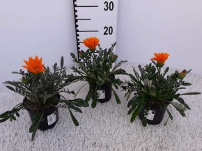 Gazania-Hybriden T 11 Mix