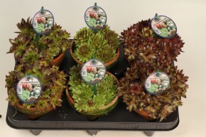 Sempervivum T 12 Tontopf Mix