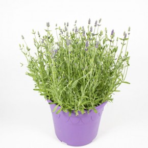 Lavendula angustifolia   T 26