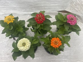 Zinnia elegans T 13 Mix