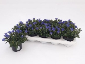 Gentiana scabra 'Luis' T 10,5