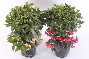 Ardisia crenata T 14 ROT