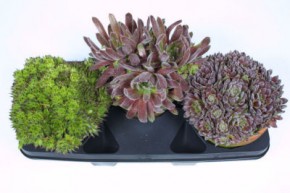 Sempervivum   T 18  Tontopf   MIX
