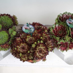 Sempervivum   T 18  Tontopf   MIX