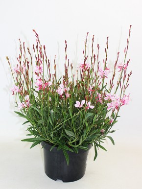 Gaura lindheimeri T 19 MIX