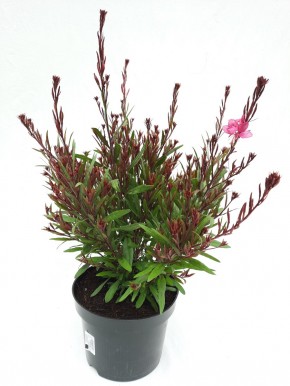 Gaura lindheimeri T 19 MIX