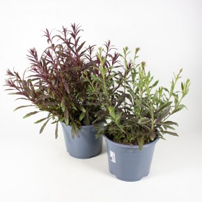 Gaura lindheimeri T 19 MIX