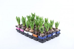 Hyacinthus orientalis T 7 x 7 (1ppp) MIX