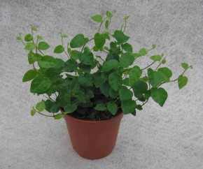 Ficus pumila T 11
