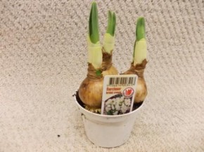 Narcissus medioluteus 'Bridle Crown' T 9