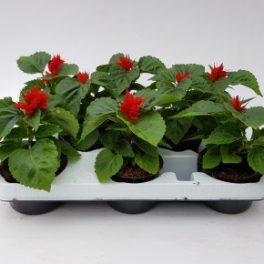 Salvia splendens 'Turbo' T 9
