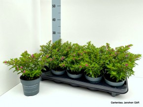 Cuphea hyssopifolia T 11 ROT/LILA