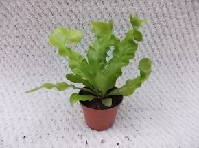 Asplenium nidus 'Crispy Wave' T 6 MINI