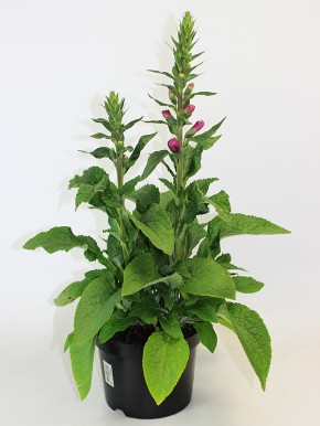 Digitalis purpurea T 19 MIX