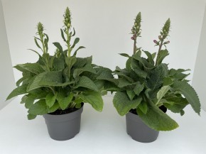 Digitalis purpurea T 19 MIX