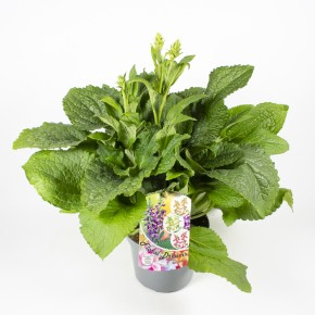 Digitalis purpurea T 19 MIX
