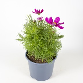 Cosmos bipinnatus T 19 MIX