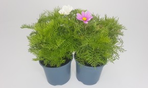 Cosmos bipinnatus T 19 MIX