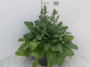 Digitalis purpurea T 23   MIX