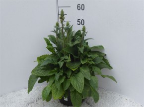Digitalis purpurea T 23   MIX