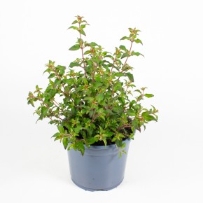 Fuchsia magellanica T 19 MIX