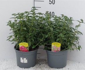 Fuchsia magellanica T 19 MIX
