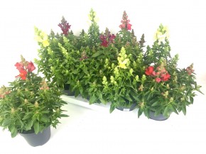 Anthirrhinum majus T 13  MIX