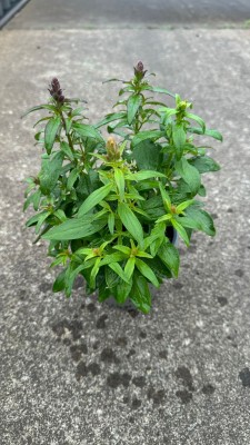 Anthirrhinum majus T 13  MIX