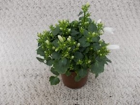 Campanula portenschlagiana 'White Get Mee' T 5,5 Mini