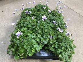 Viola hederacea T 9
