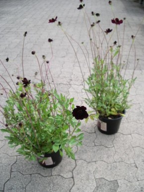Cosmos atrosanguineus T 19 (Schokoladenblume)