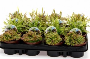Drosera T 9 Mix (Sonnentau)