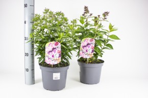 Phlox paniculata T 19 MIX