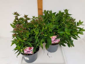 Phlox paniculata T 19 MIX