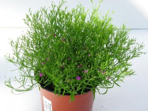 Gypsophylla muralis T 13 MIX