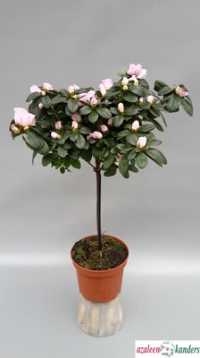 Rhododendron simsii T 15 (25+) Stamm MIX